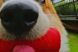 让我们用狗狗的视角去看世界#萌宠 #柯基 #影石insta360 #拇指相机GO3S #Vlog相机