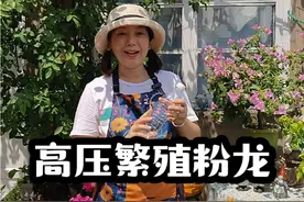 第一次尝试高压繁殖粉色龙沙宝石，希望能成功，今年夏天粉龙长了很多枝条，冬剪时候会有修剪一些可以扦插的枝条，到时候可以分享给花友们了。#种植小技巧 #高压繁殖 #视频封面