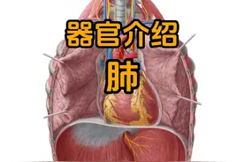 肺的器官介绍 #医学科普 #人体结构 #人体奥秘 @DOU+小助手视频封面