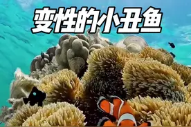 会变性的小丑鱼，他的妈妈以前可能是他的爸爸！ #海洋生物 #海底世界 #动物世界 #小丑鱼 #小丑鱼尼莫视频封面