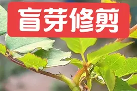 月季花盲芽修剪方法 盲芽太多一般都是苗弱，或者是平时施肥没跟上节奏导致的#月季养护 #园艺小技巧 #爱生活爱养花 #月季盲芽