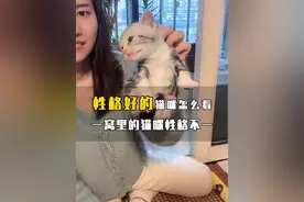 一窝里的小猫性格各异，想要养只粘人的猫咪，你得先了解它的性格，另外公猫会更粘人#新手养猫 #美短虎斑猫 #小奶猫的点点滴滴