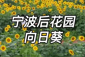 宁波最大向日葵花海已到最佳观赏期 今天实拍视频封面