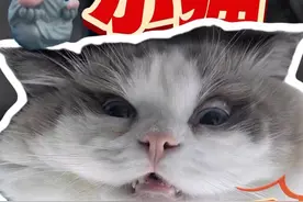 小猫绝育后，七大注意事项#新手养猫 #养猫人 #养猫新手视频封面