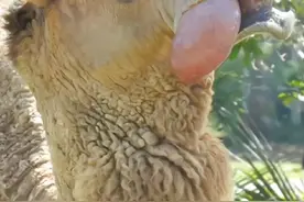 你知道为什么骆驼嘴里会吐出一个球吗？#知识领航者 #冷知识 #科普一下 #涨知识 #每天跟我涨知识