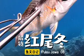 满海都是裸胸鳝，到底叉还是不叉呢？ 探索爪哇岛 第八集 #潜水叉鱼 #自由潜渔猎 #潜水员戴夫 #爪哇裸胸鳝视频封面