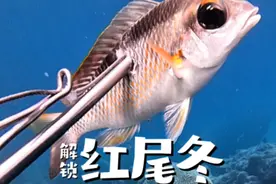 满海都是裸胸鳝，到底叉还是不叉呢？ 探索爪哇岛 第八集 #潜水叉鱼 #自由潜渔猎 #潜水员戴夫 #爪哇裸胸鳝视频封面