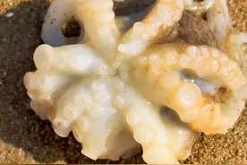 #赶海 墨鱼的墨水有多离谱，豆浆算是长见识了！