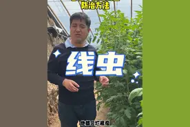 番茄到了中后期，线虫很厉害！此时别再用线虫药了！ #蔬菜种植技术 #农业植保知识分享 #蔬菜基地 #根结线虫 #番茄种植视频封面