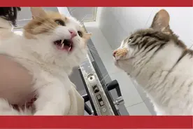凤梨：我猫界刘亦菲的拳头可不是吃素的！#猫咪的迷惑行为 #彩狸 #三花猫 #虎虎的治愈生活 #话痨猫 @DOU+小助手视频封面