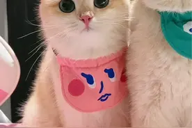 原来背地里它竟然是这样的小猫咪#小米室内摄像机 #小米摄像机3云台#猫咪的迷惑行为