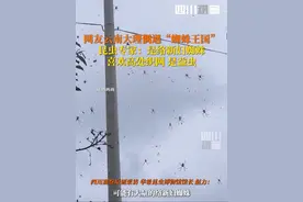 #大理上空现蜘蛛王国 7月29日，华希昆虫博物馆馆长赵力介绍，视频中的蜘蛛是 #络新妇蜘蛛，虫子多的地方可能大量存在这种蜘蛛。它们喜欢集中在高处织网捕食各种小型昆虫，算是益虫。