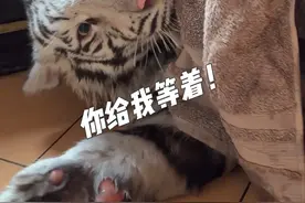 🦓：你身边有没有幸灾乐祸的小狗朋友 #白虎 #宫百万 （明天狗狗也带去宠物店洗澡啦🐶）