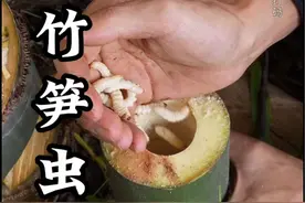 云南特色美食竹笋虫你敢尝试不？#乡村生活家 #记录大山里的农村生活 #抖音三农 #农村美食