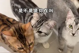 在猫咖用喵语就是喵界震惊，人界社死🤣#猫语十级 #猫咪视频封面