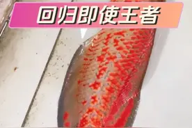 等了这么久，终于要添新鱼啦～#观赏鱼 #水族 #巨骨舌鱼视频封面