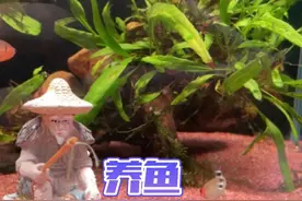 养鱼心法【第八节】养鱼是否需要铺底砂？铺什底砂，养水草是否需要水草泥？#新手养鱼 #鱼缸底砂 #溪流沙底沙视频封面