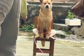 奶瓶:啥时候开学啊真受不住了#田园犬奶瓶 #狗是人类最忠诚的朋友 #狗子的迷惑行为 #广西土狗 #黄狗白面金不换