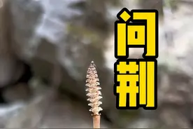 问荆草下有黄金，你们觉得到底有没没有呢！#内容启发搜索 #采药人 #三农 #问荆 #黄金草视频封面