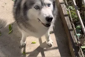 养狗的时候也没人告诉我哈士奇小心眼啊🤔#狗子视频封面