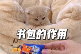 所以说 它为啥那么爱钻洞呢？#小奶喵 #铲屎官的乐趣视频封面