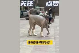 狗：谁教你这样剃毛的？ #狗狗 #狗狗的心思都写在脸上了 #狗子剃毛 #狗是人类最忠诚的朋友 #狗子的迷惑行为视频封面