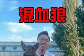 混血狼训练第一步，先调整注意力。#狗狗 #训犬学校 #萌宠 #训犬师