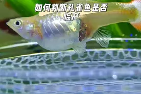 孔雀鱼以及各类胎生鱼是出了名的吃小鱼视频封面