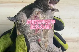 乌龟腐甲、烂甲、疥疮、裂甲怎么处理？来来来，我教你呀。
