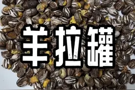 有多少朋友知道羊拉罐的，不知道南方有没有！盐焗羊拉罐！ #乡村生活家 #把家乡的味道分享给大家 #寻找年味 #羊拉罐 #老味道视频封面
