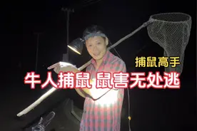 鱼塘边鼠害真多，牛人使用捕鼠神器灭鼠，鼠害无处可逃#老鼠视频封面