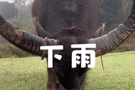下雨 吃嫩草，农村水牛。#吃草 #水牛 #下雨天 #纯真 #解压视频封面