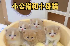这就是养小公猫和小母猫的区别吗 #小奶猫的成长日记 #铲屎官的乐趣