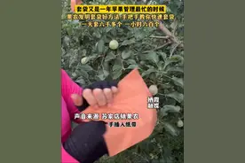 6月4日，山东栖霞。套袋又是一年苹果管理最忙的时候，果农发明 套袋好方法，手把手教你快速套袋，一天套六千多个，一小时六百个！#套袋 #生活 #智慧