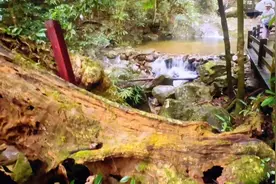 “海南自驾游，会师五指山”#文案#片片相思赋予谁#海南五指山视频封面