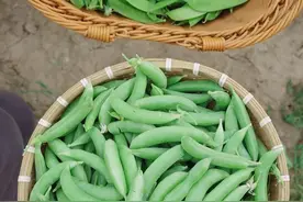 来我的小菜园采收豌豆荷兰豆 #豌豆 #荷兰豆 #我的小菜园 #自己种的纯天然的绿色蔬菜 #关注我一起学种菜