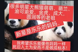 新星是乐乐的妈妈，也是很多明星大熊猫萌萌、萌兰、渝可渝爱视频封面