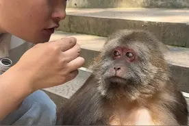 我估计它再也不喝碳酸饮料了#人与动物和谐共处 #独臂猴星星 #万物皆有灵性 #峨眉山的猴子视频封面