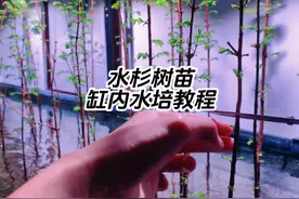 转水杉树苗缸内水培教程，适用于8-50水位。#鱼缸里的大自然