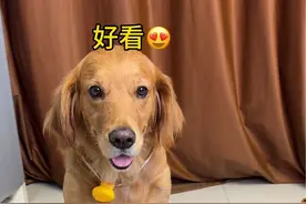 狗子靠实力，终于拥有了自己的金碗～#宠物出道计划#金毛视频封面