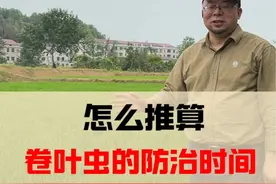 怎么推算卷叶虫的防治时间#三农 #卷叶虫防治视频封面