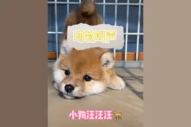 动物叫声 快来听！#宝宝儿歌 #动物叫声 #宝宝启蒙视频封面