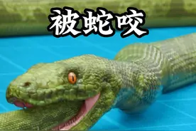 蛇和老鼠有可能会从下水道爬上来 #科普一下 #涨知识 #蛇视频封面