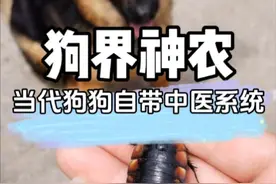 不愧是中华田园犬，一出生就自带中医系统 #狗子成精了视频封面