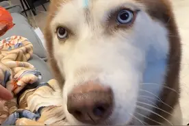 这个狗真的服了 又是我来背锅！#哈士奇正确的打开方式 我真的服了气！这是个什么狗啊#狗子的心思都写在脸上了