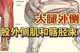详细分析大腿股外侧肌和髂胫束！#人体结构 #美术生 #人物速写