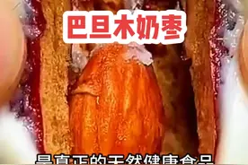 好好的枣树为什么要环割一圈视频封面
