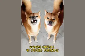 柴犬听到《樱花瓷》和《青花瓷》的态度变化！ #狗狗：不按套路出牌 #柴犬 #萌宠出道计划 #狗狗的心思都写在脸上了#柴犬的迷惑行为大赏