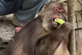 星星：我是真不想吃的，你们看到了，他是非要塞我手里#人与动物和谐共处 #万物皆有灵性 #独臂猴星星 #峨眉山的猴子 #第一次见情绪这么稳定的猴子视频封面