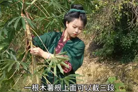 木薯丰收的季节，煮成糖水，磨成粉变各种美食，在种田文里发家的机会又来啦😊#种田文 #乡村生活家视频封面